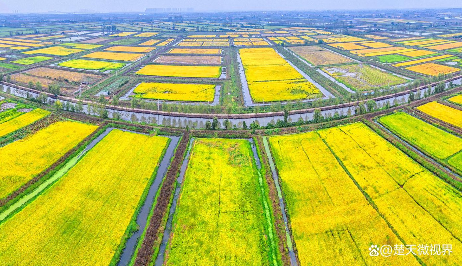草坝场柑橘